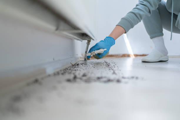 Best Termite Control Services  in Vandergrift, PA